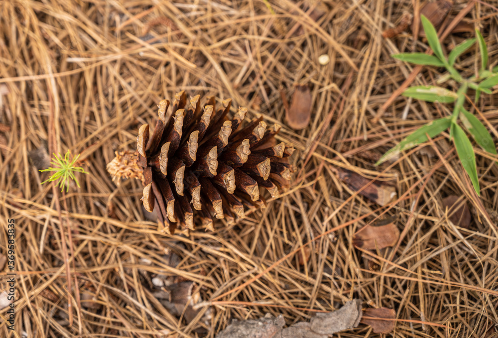 close up of pine cone close up of pine cone