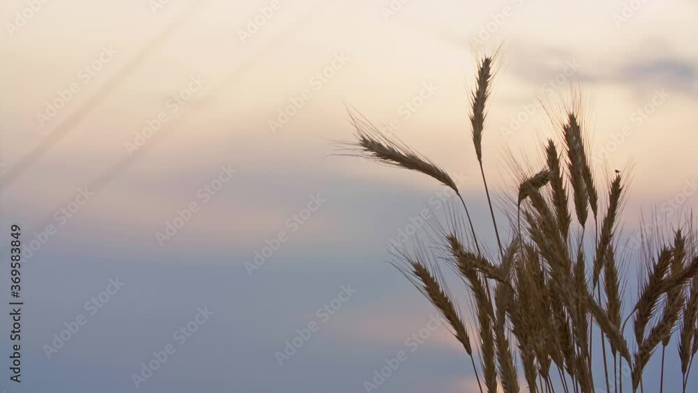 Close-up wheat spikelets, ripe ears and evening sky on background. Wheat spike trembling in wind. Colorful blue and orange sky, golden hour Close-up wheat spikelets, ripe ears and evening sky on background. Wheat spike trembling in wind. Colorful blue and orange sky, golden hour