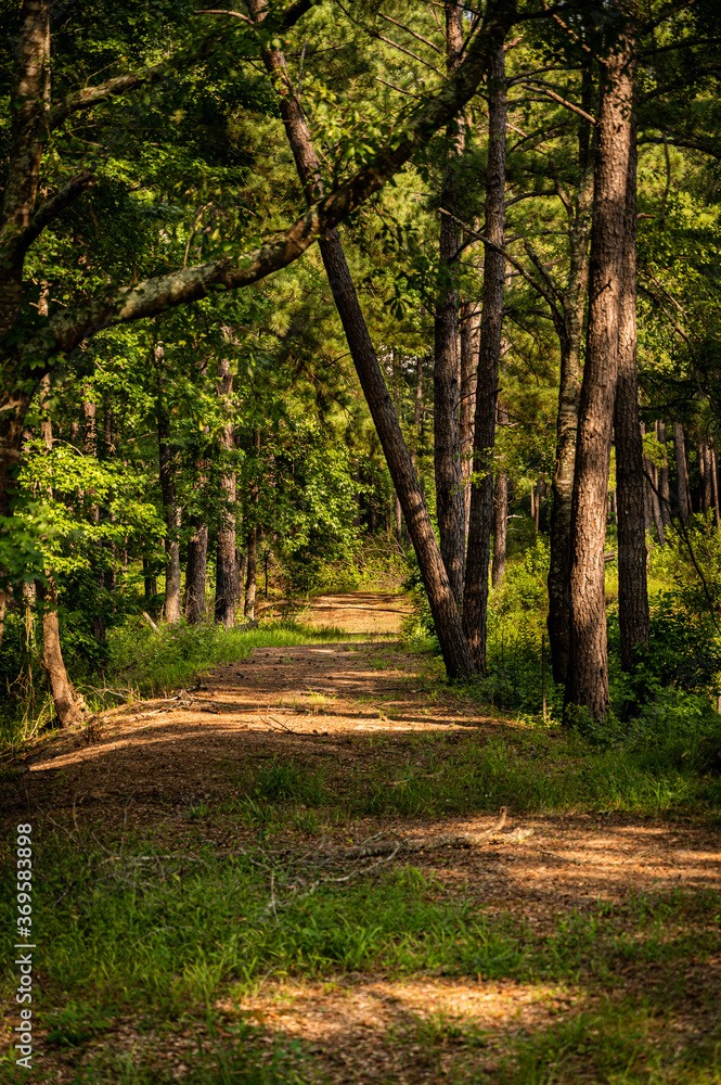 path in the woods