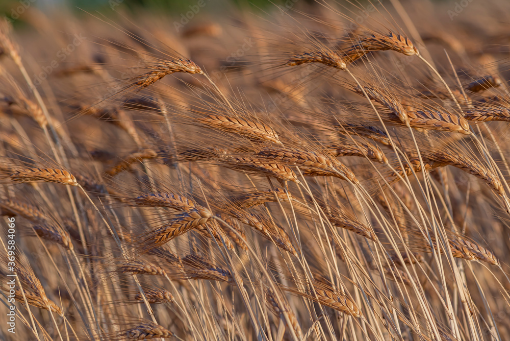 Fototapeta premium golden wheat field and sunny day