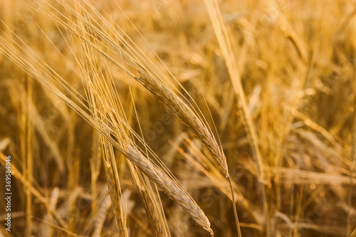 Golden wheat field in summer. Soft and selective focus.