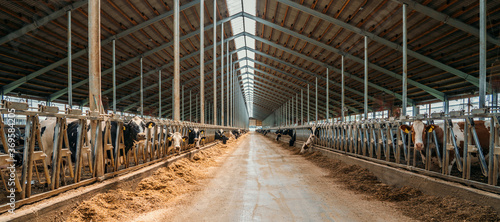 Foto Dairy farm, barn panorama with roof inside and many cows eating hay