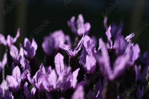 Lavandula angustifolia Lavendel Blüten