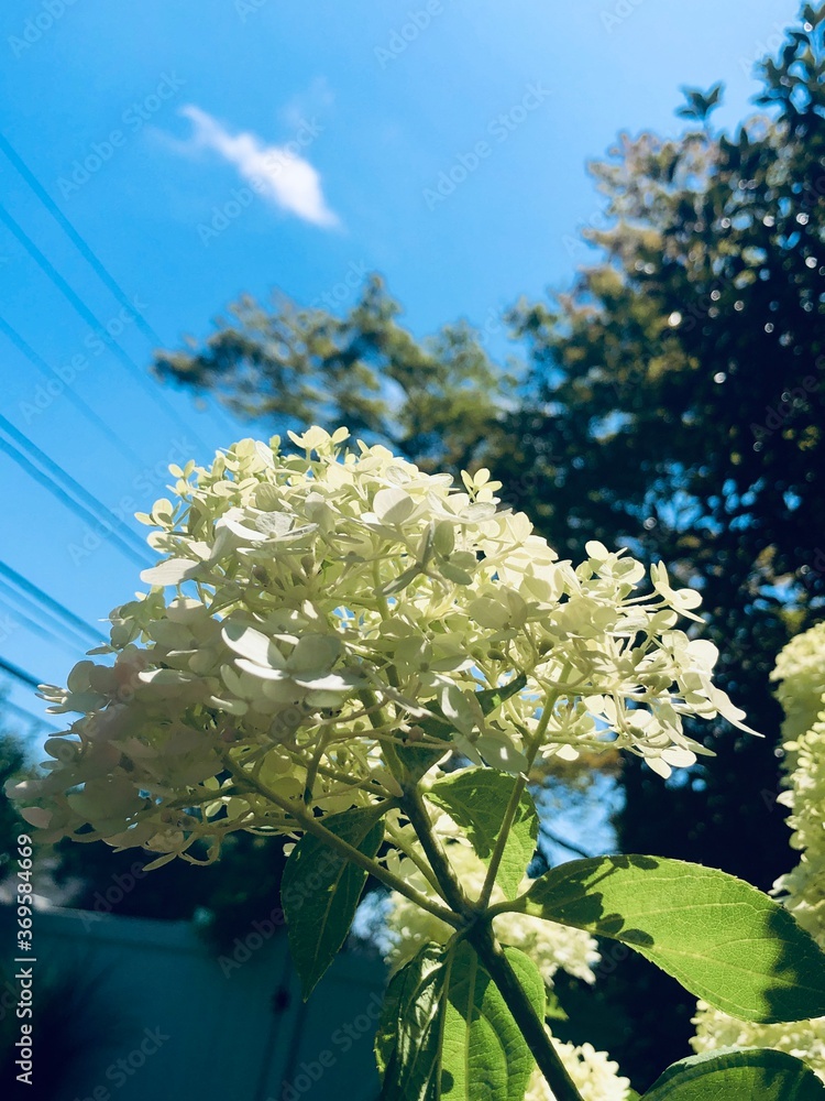 white flowers in the sky white flowers in the sky