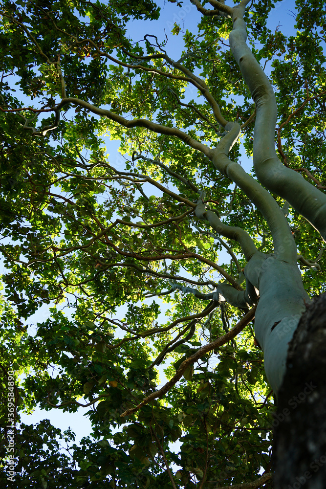 Fototapeta premium Looking up into the branches of a tall eucalyptus tree, to sunlit green leaves, with blue sky behind. 