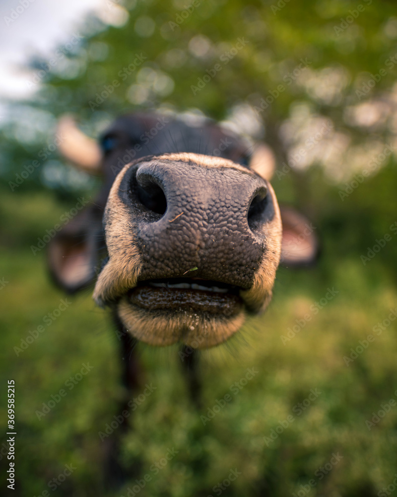 Vaca Vaca