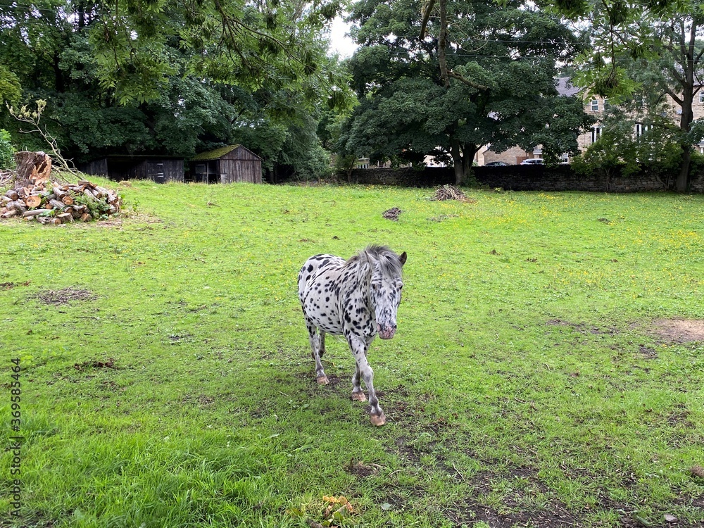 Fototapeta premium Black and grey speckled horse, in a large field, with a pile of chopped wood, and a small hut in, Esholt, Bradford, UK