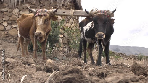 Wallpaper Mural Two Bulls with a Wooden Board Tied to the Horns to Plow the Land in the Field Torontodigital.ca
