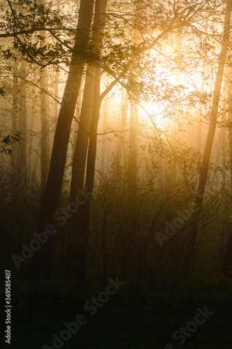 sunrise in the forest