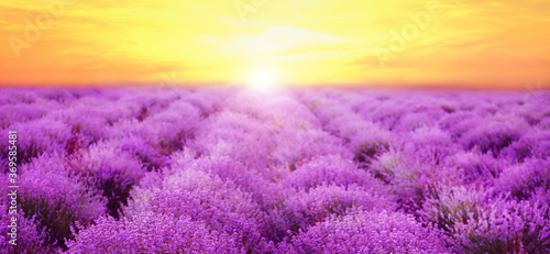 Beautiful view of blooming lavender field at sunset  banner design