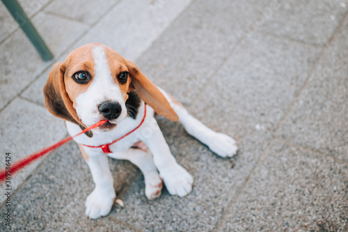 Young Beagle puppy playing with his red leash on concrete tiles.