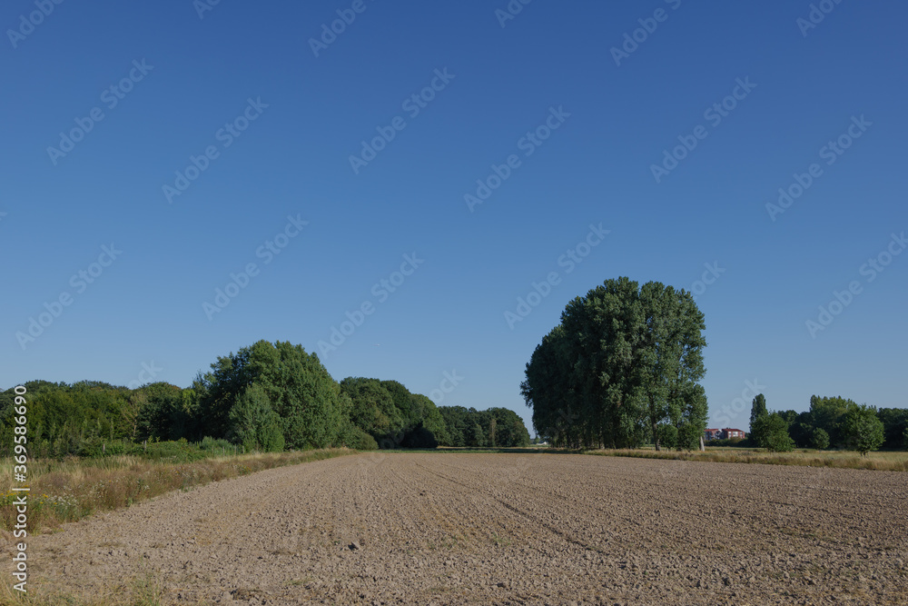 Outdoor sunny view of empty agricultural land after ploughed with background of tree against blue sky.