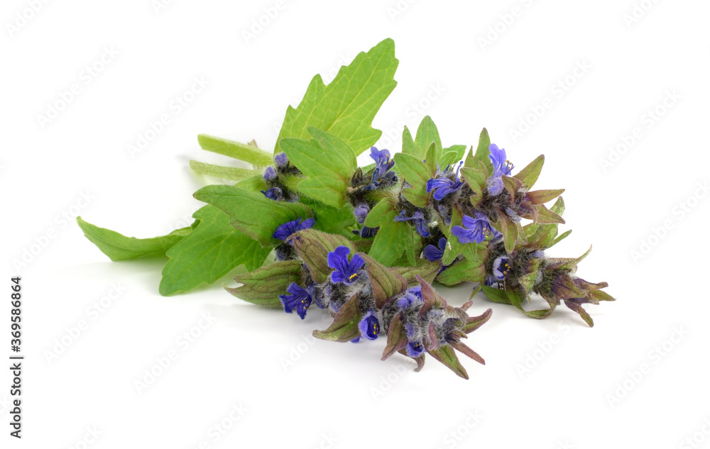 Bugleweed Tea Ajuga Reptans Medicinal and Herbal Tea Flower Plant. Also Known as ...