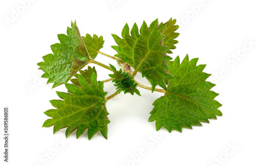 Urtica Medicinal and Culinary Herb Plant. Young Twigs Isolated on White Background. Also Known as Nettles or Stinging Nettles.