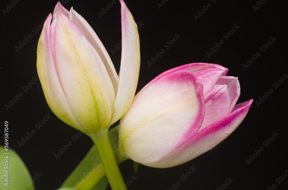 Beauty of flower blossoms, these are in the form of tulips, full of life and promise.  Colorful white, pink,. yellow, green, black, off white. Meaning love, compromise. compassion, devotion, hope.
