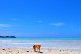 宮古島の保護犬とビーチ。沖縄県、日本。