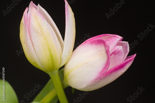 Beauty of flower blossoms  these are in the form of tulips  full of life and promise.  Colorful white  pink . yellow  green  black  off white. Meaning love  compromise. compassion  devotion  hope.
