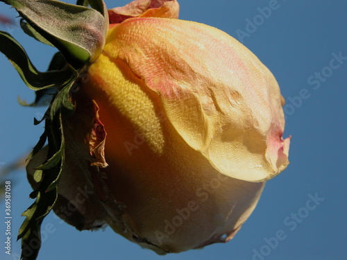 Rose beauty of yellow-orange with hints of red in the bloom against bluie sky.  Insolation, shape, pattern, hope, promise, life, color, size, petals of mother earth. photo