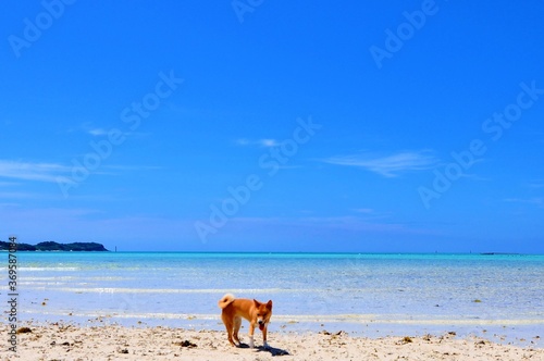宮古島の保護犬とビーチ。沖縄県、日本。