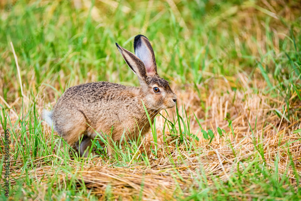 Fototapeta premium European hare or Lepus europaeus leaps in a meadow