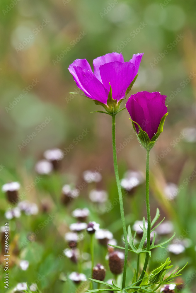 Colorful winecup wildflowers (Callirhoe involucrata) blooming on the meadow Colorful winecup wildflowers (Callirhoe involucrata) blooming on the meadow