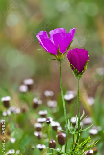 Colorful winecup wildflowers (Callirhoe involucrata) blooming on the meadow