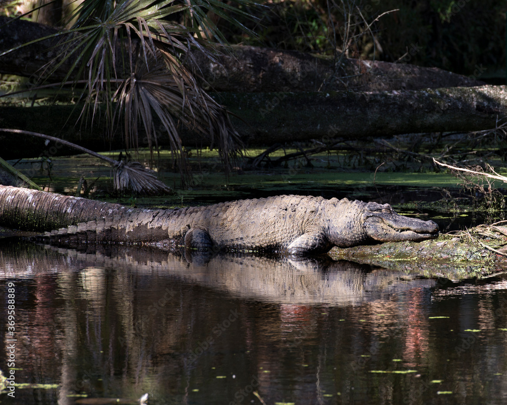 Alligator Stock Photos. Portrait. Image. Picture. Alligator close-up profile view in the water resting on a log exposing its head, teeth, nose, eyes, tail, paws, in its habitat and environment. Alligator Stock Photos. Portrait. Image. Picture. Alligator close-up profile view in the water resting on a log exposing its head, teeth, nose, eyes, tail, paws, in its habitat and environment.