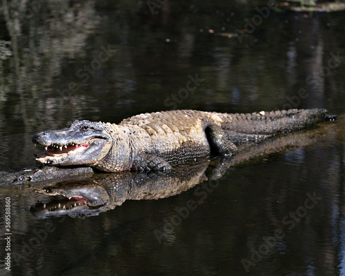 Alligator Stock Photos.  Image. Portrait. Picture. Open mouth  displaying teeth. Body reflection in the water.