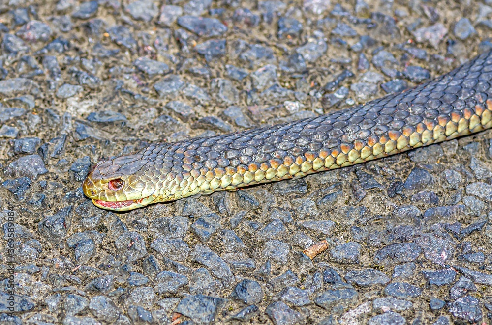 Obraz premium Snek