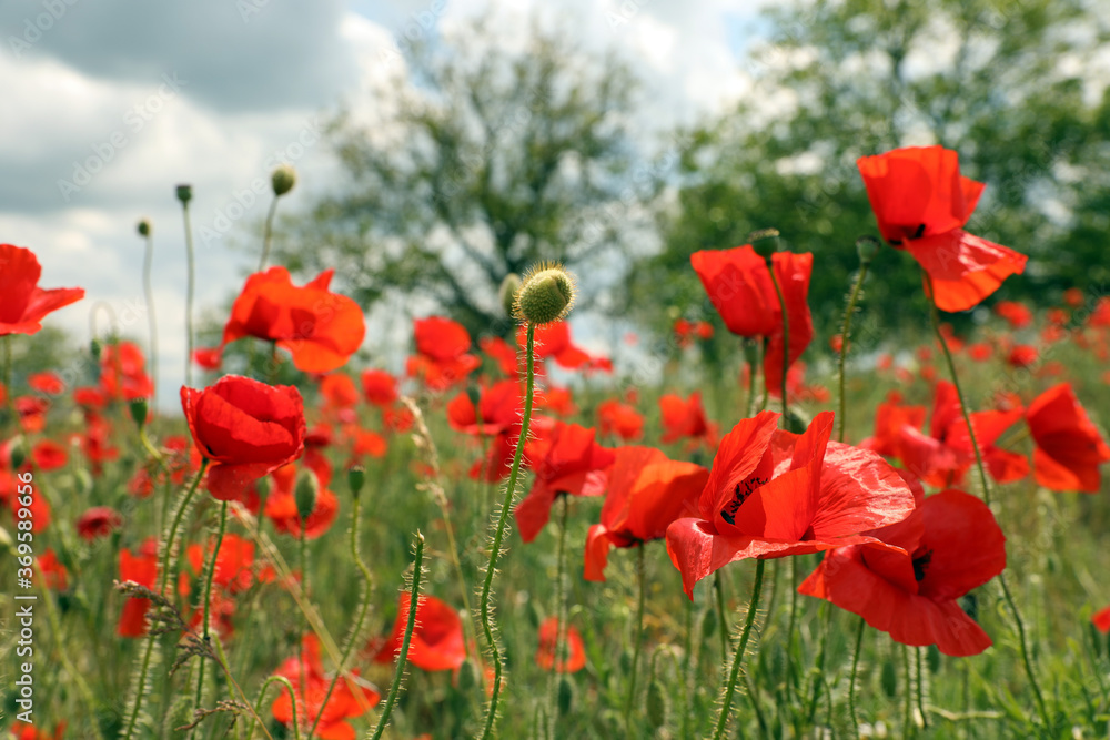 Beautiful red poppy flowers growing in field, closeup