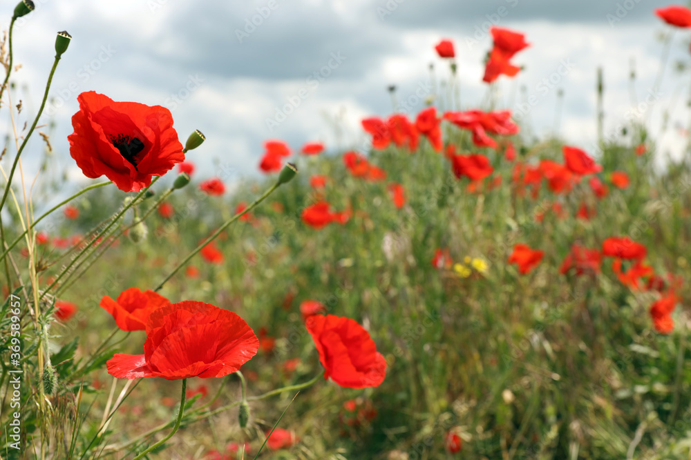 Beautiful red poppy flowers growing in field, closeup Beautiful red poppy flowers growing in field, closeup