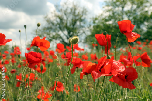 Beautiful red poppy flowers growing in field, closeup © New Africa