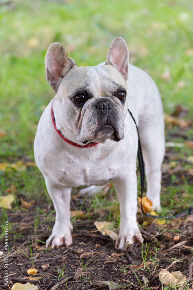 Portrait of a white-gray French Bulldog with a collar and leash against a background of yellow leaves and green grass