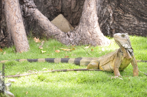 Iguana