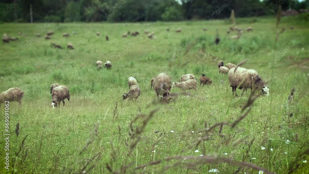 Perspective view of sheep on a pasture in nature. Perspective view of sheep on a pasture in nature.