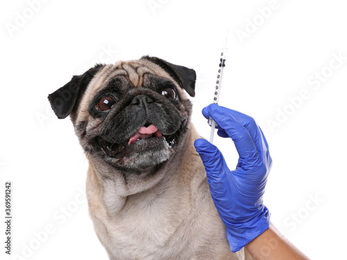 Professional veterinarian holding syringe with vaccine near pug dog on white background, closeup