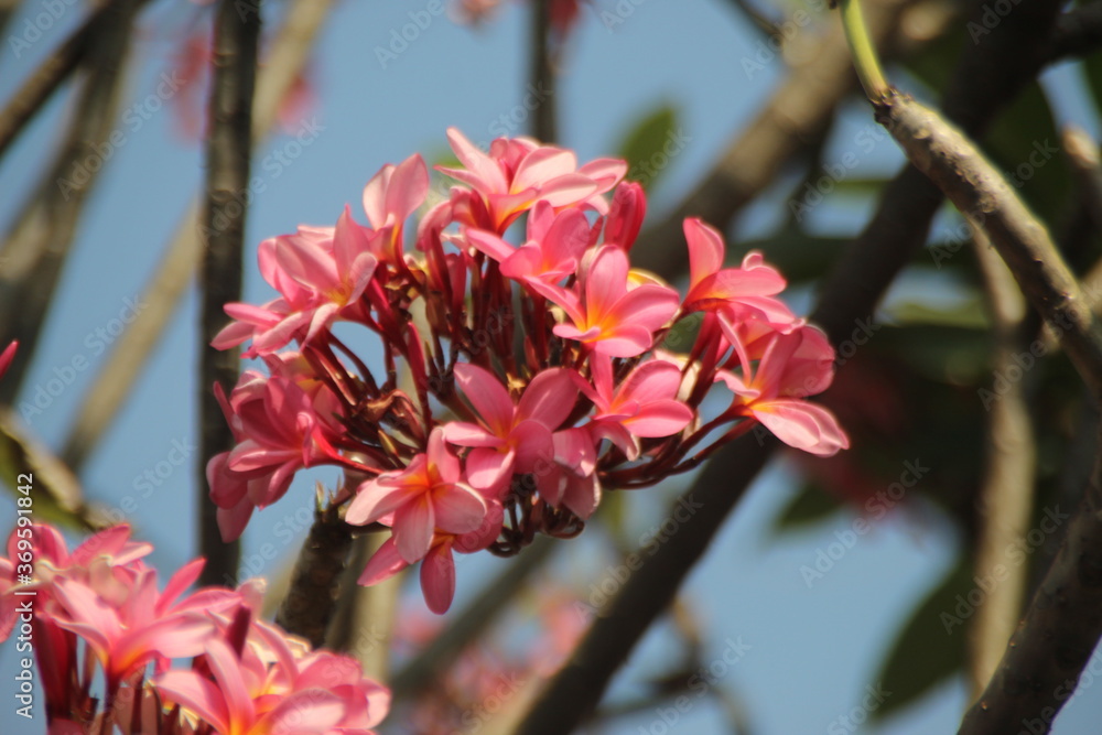 Red frangipani flowers in summer in Indonesia.