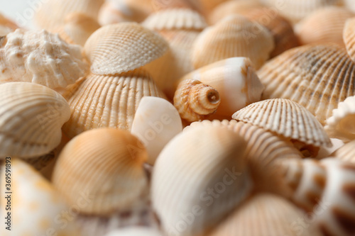Many beautiful seashells as background  closeup view