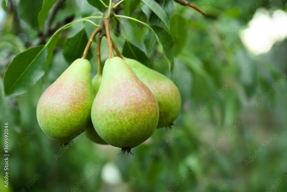 Ripe pears on tree branch in garden, closeup Ripe pears on tree branch in garden, closeup