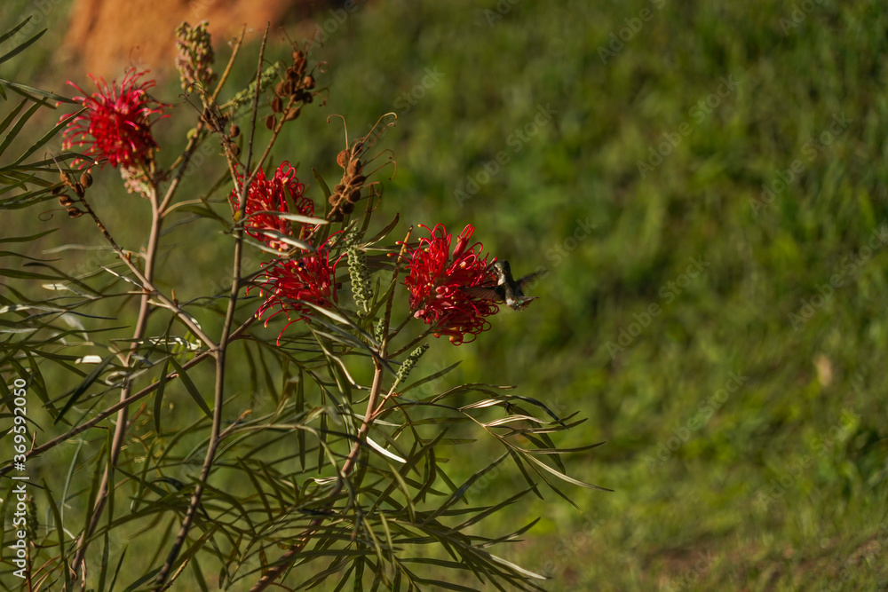 Fototapeta premium Amethyst Woodstar Hummingbird on Grevillea banksii red flower in nature