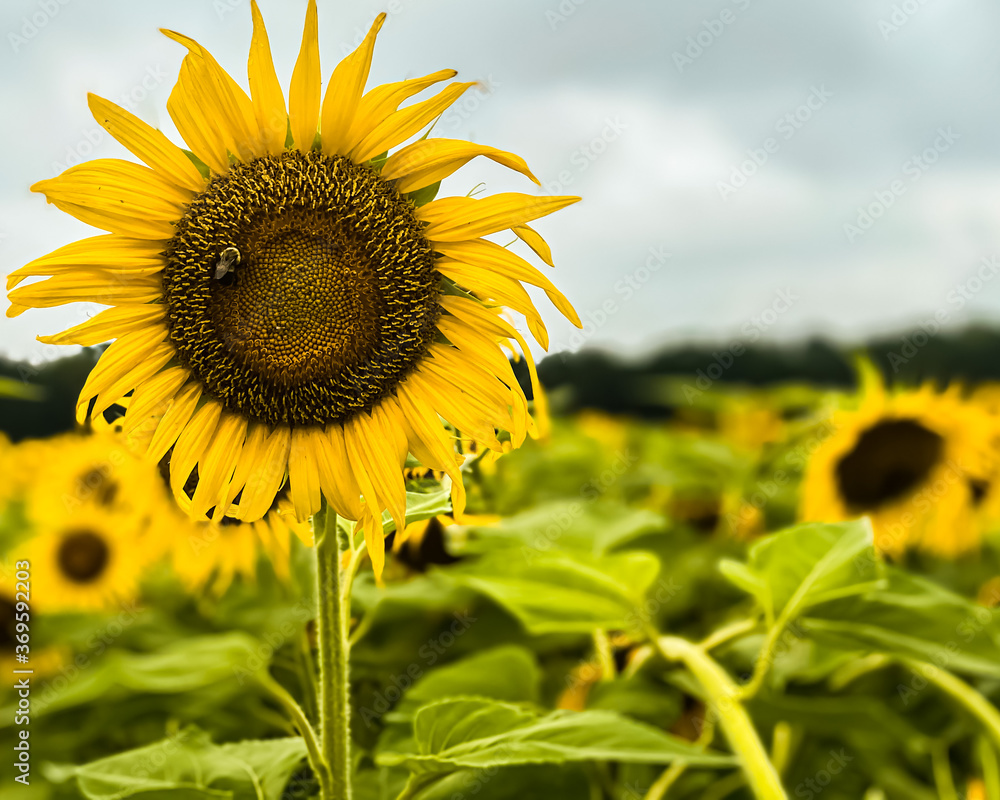 Obraz premium sunflower on a field