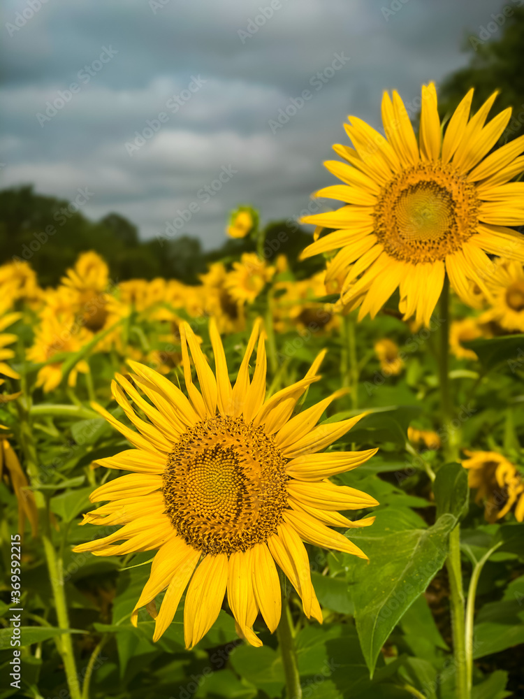 sunflower field in summer