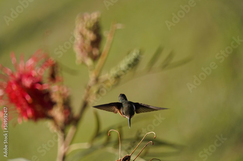 Amethyst Woodstar Hummingbird on Grevillea banksii red flower in nature photo