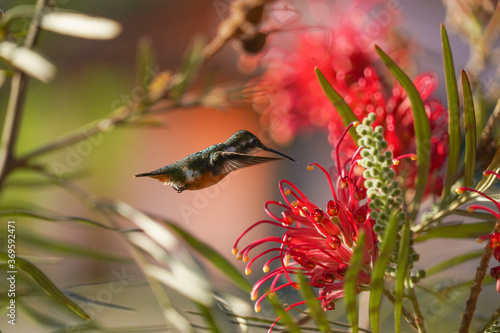 Amethyst Woodstar Hummingbird on Grevillea banksii red flower in nature