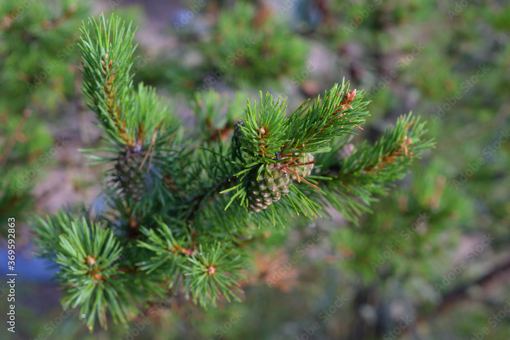 Pine tree branch close up.