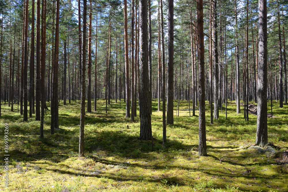 Obraz premium Pine forest at summer.