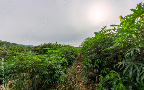Photograph of a cassava crop in Valle del Cauca  Colombia.