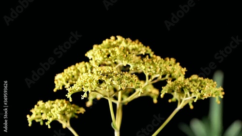 Tokyo,Japan-August 6, 2020: Busy ants on Japanese valerian or Patrinia scabiosifolia flower in the night
 photo