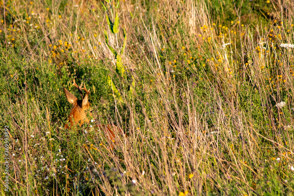 Obraz premium Bock im Gras