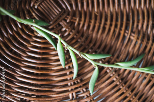 close-up of succulet plant on top of rattan table indoor photo